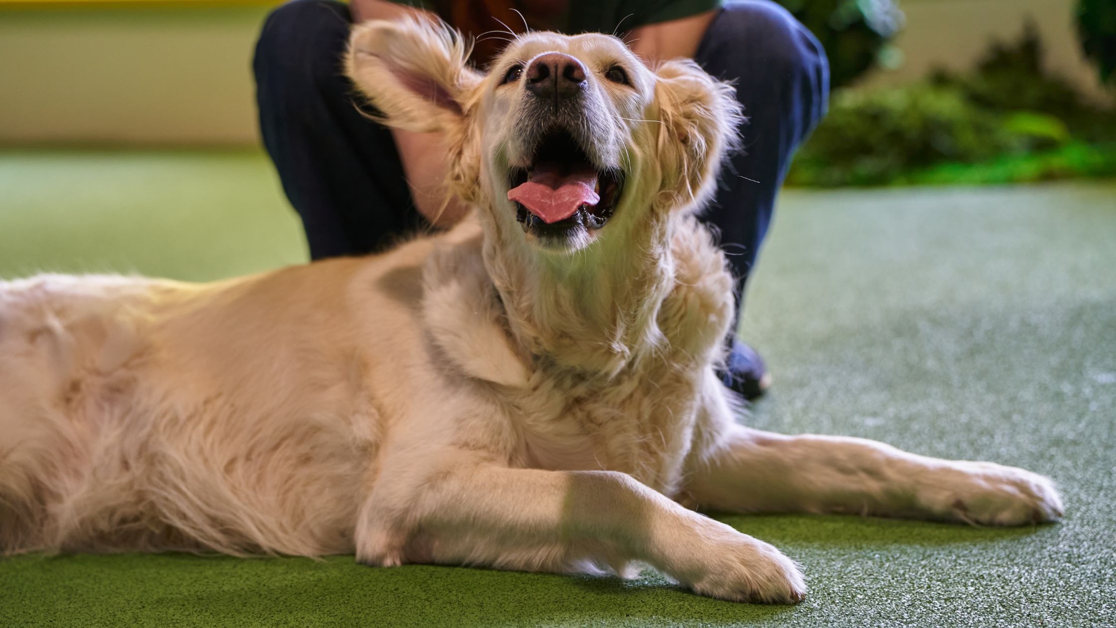 Ce simte un copil la prima întâlnire cu un câine terapeut